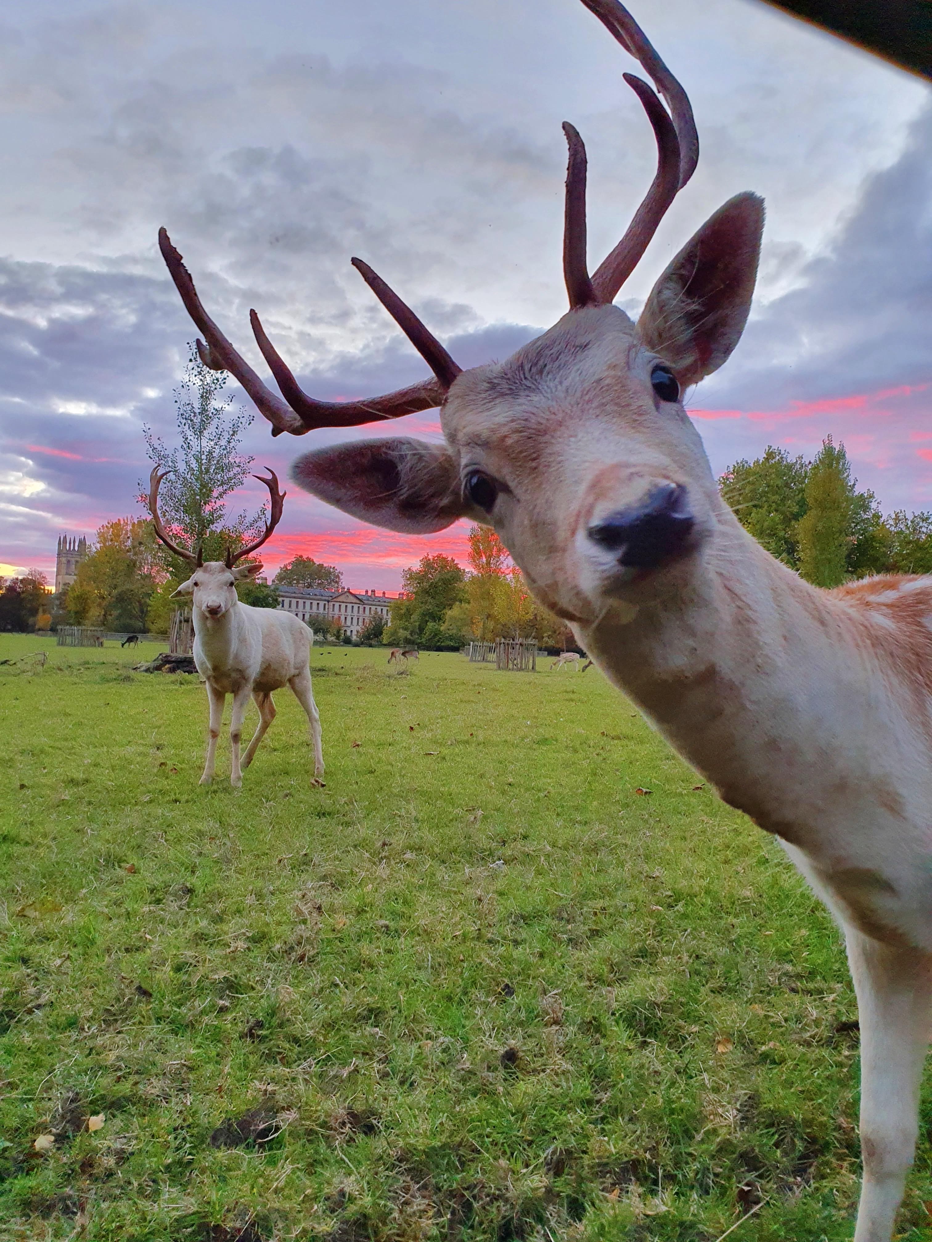 Deer at Oxford at sunset — Magdalen College deer park